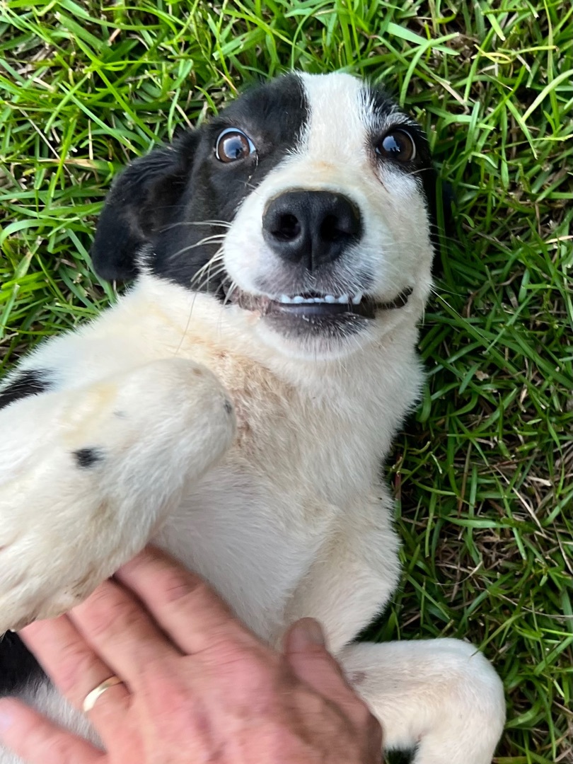 Moo