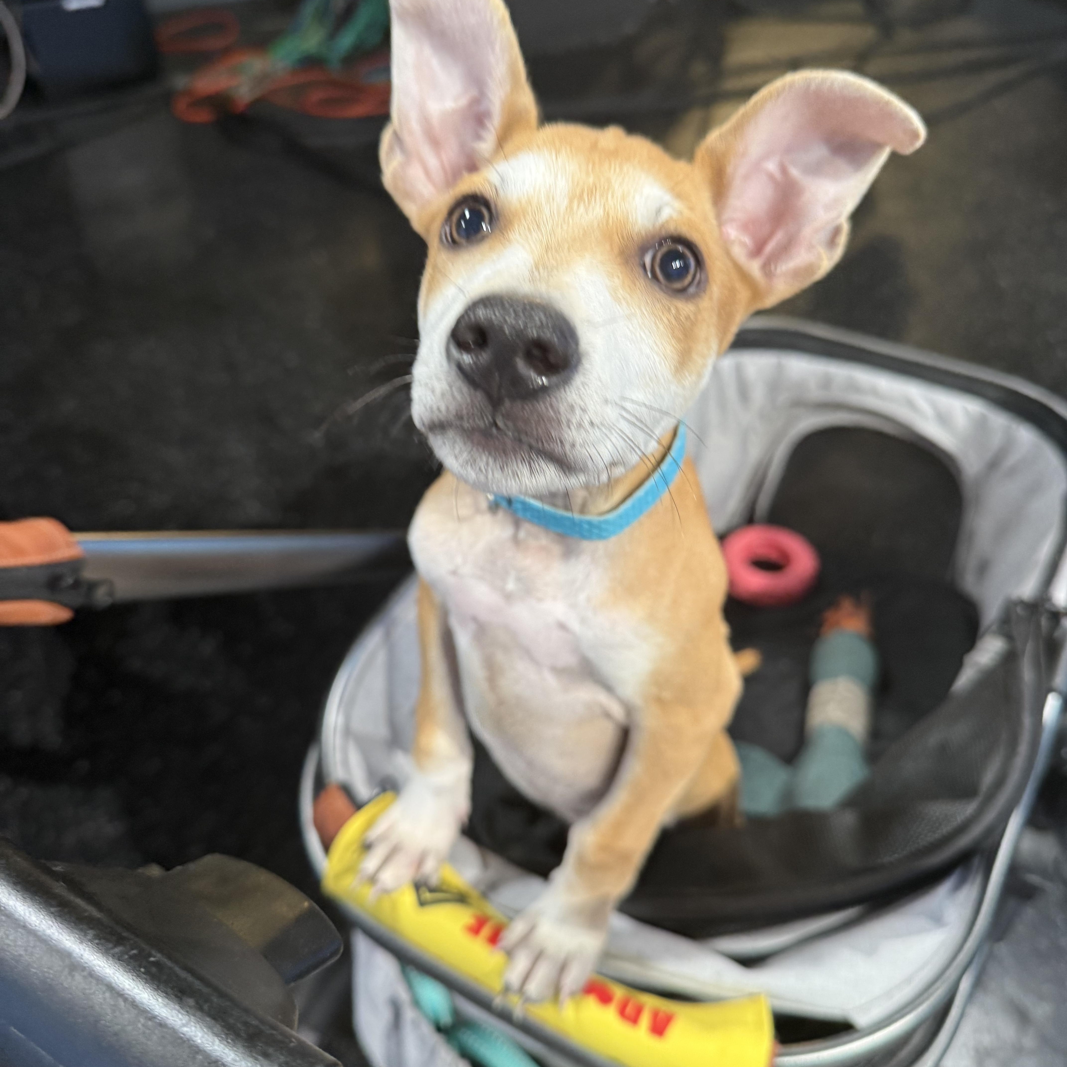 Enlarge Fruity Pebbles, an adopted mixed breed in Austin, TX image 4/5