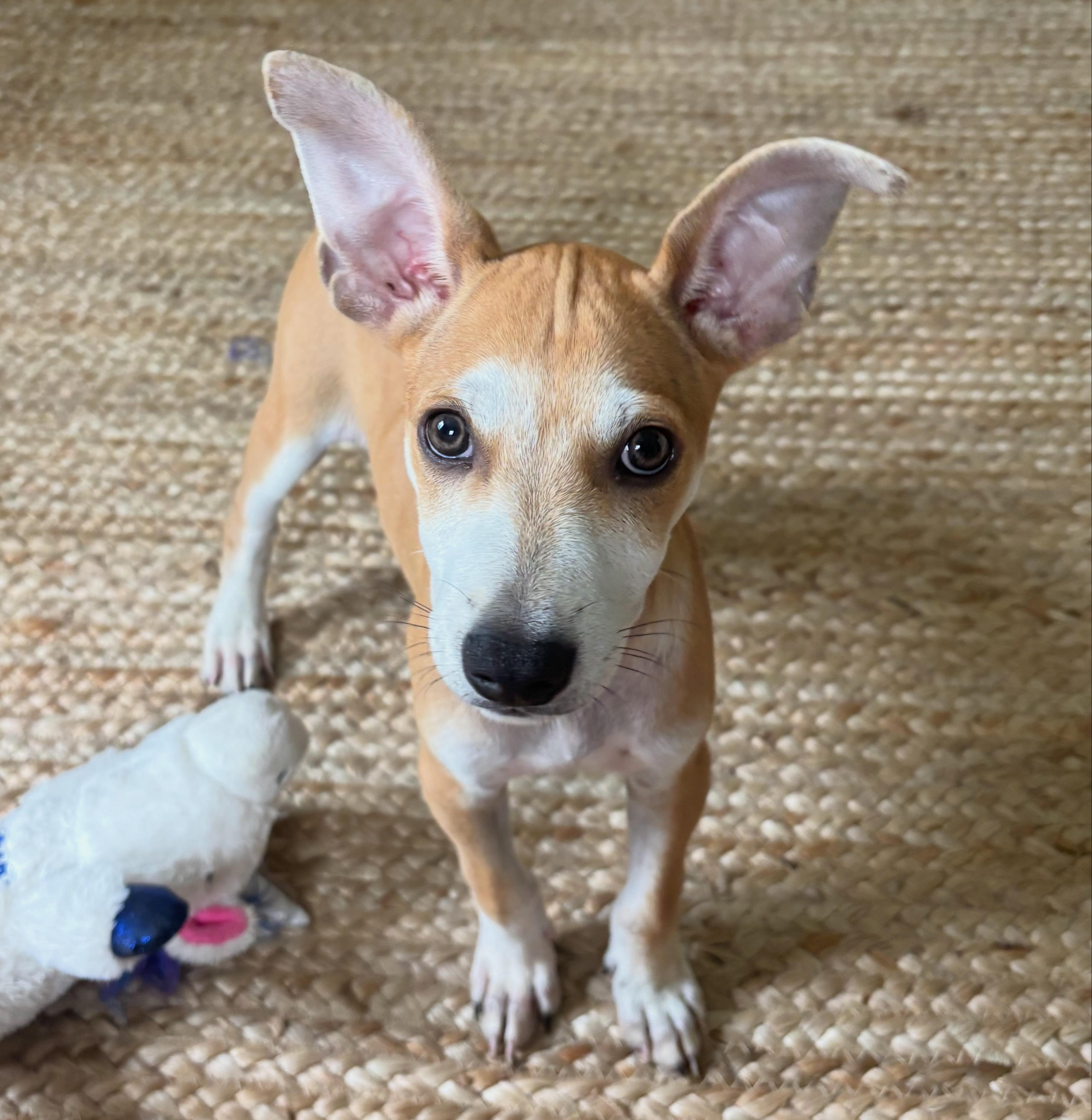 Fruity Pebbles, adopted, Puppy Male Chihuahua.