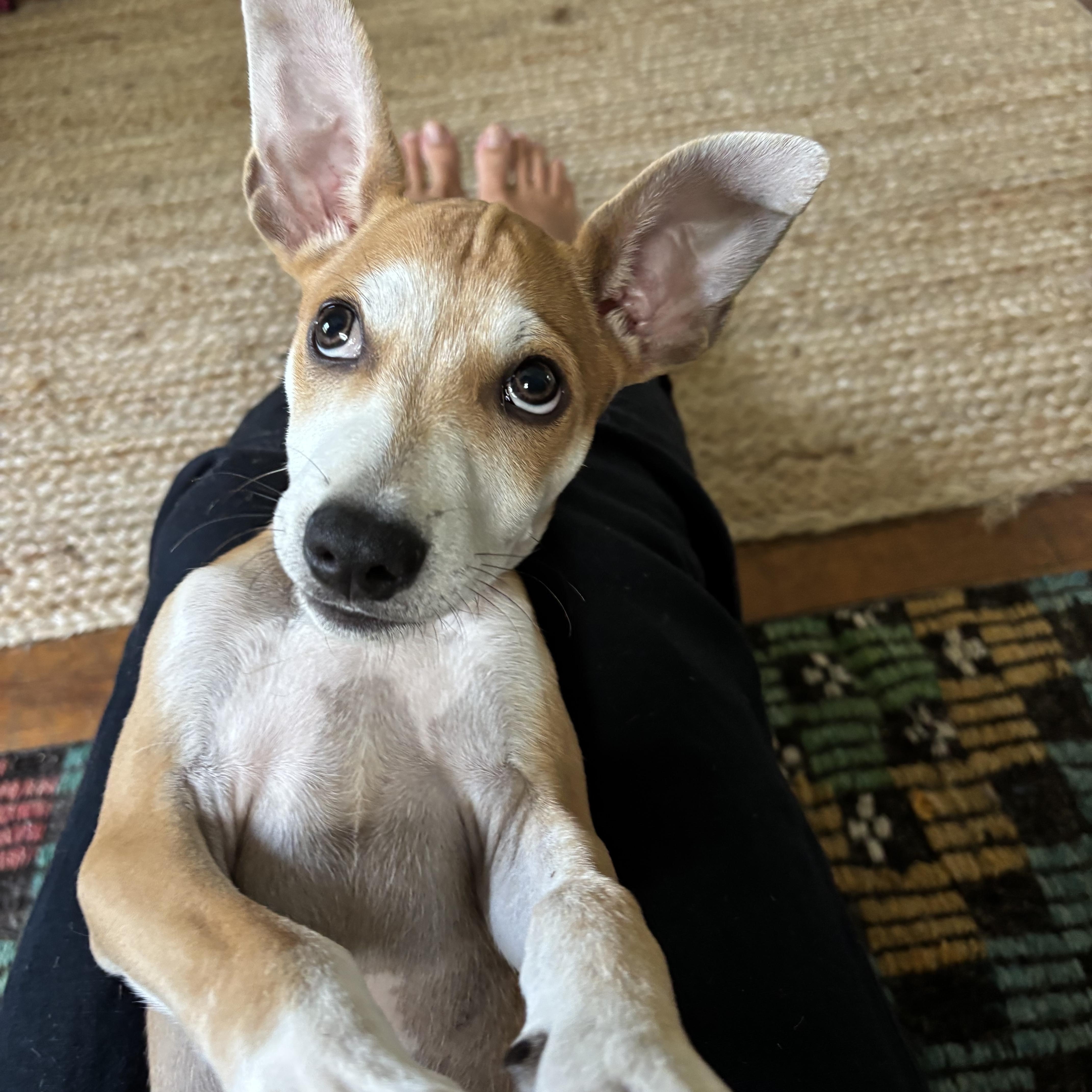 Enlarge Fruity Pebbles, an adopted mixed breed in Austin, TX image 2/5