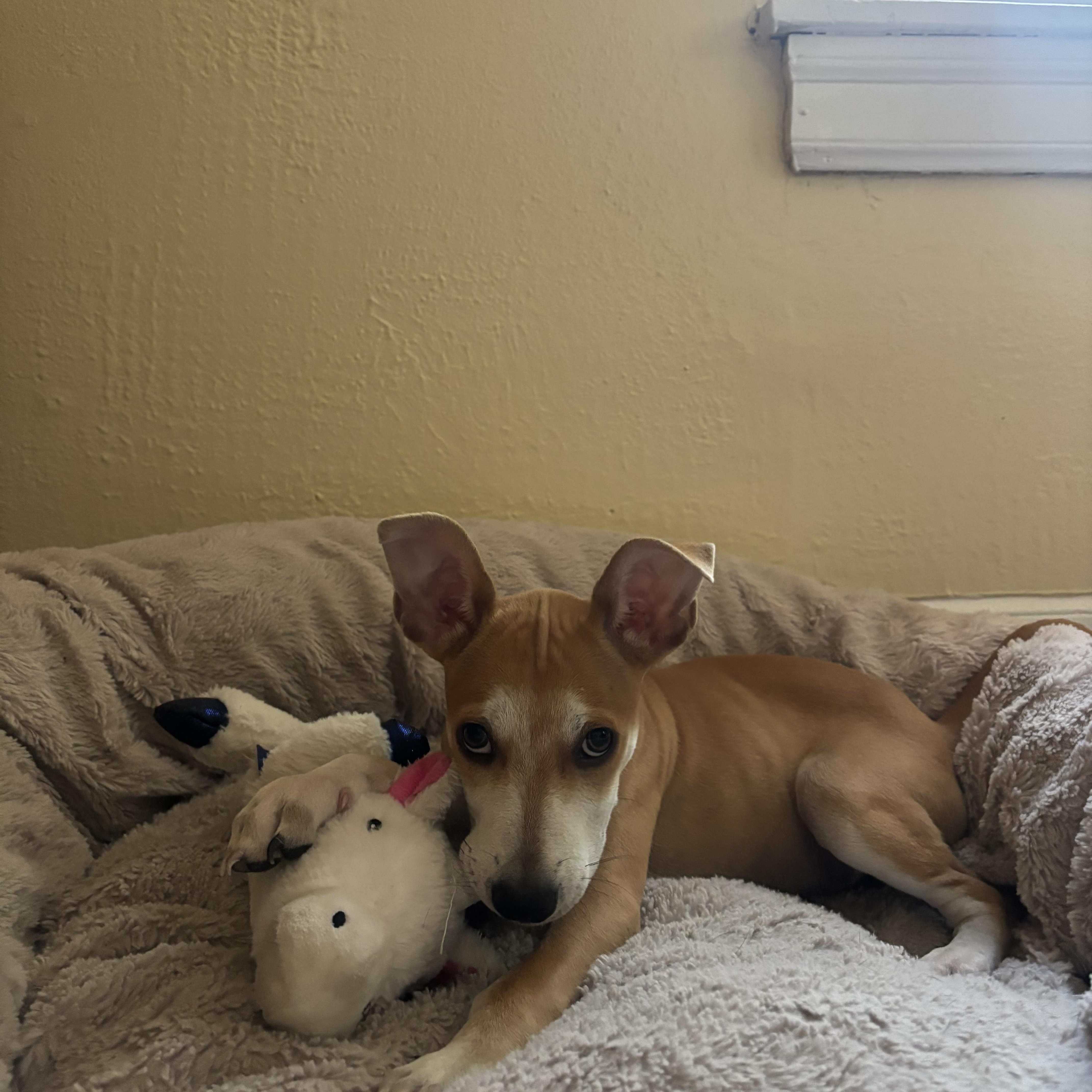 Enlarge Fruity Pebbles, an adopted mixed breed in Austin, TX image 3/5