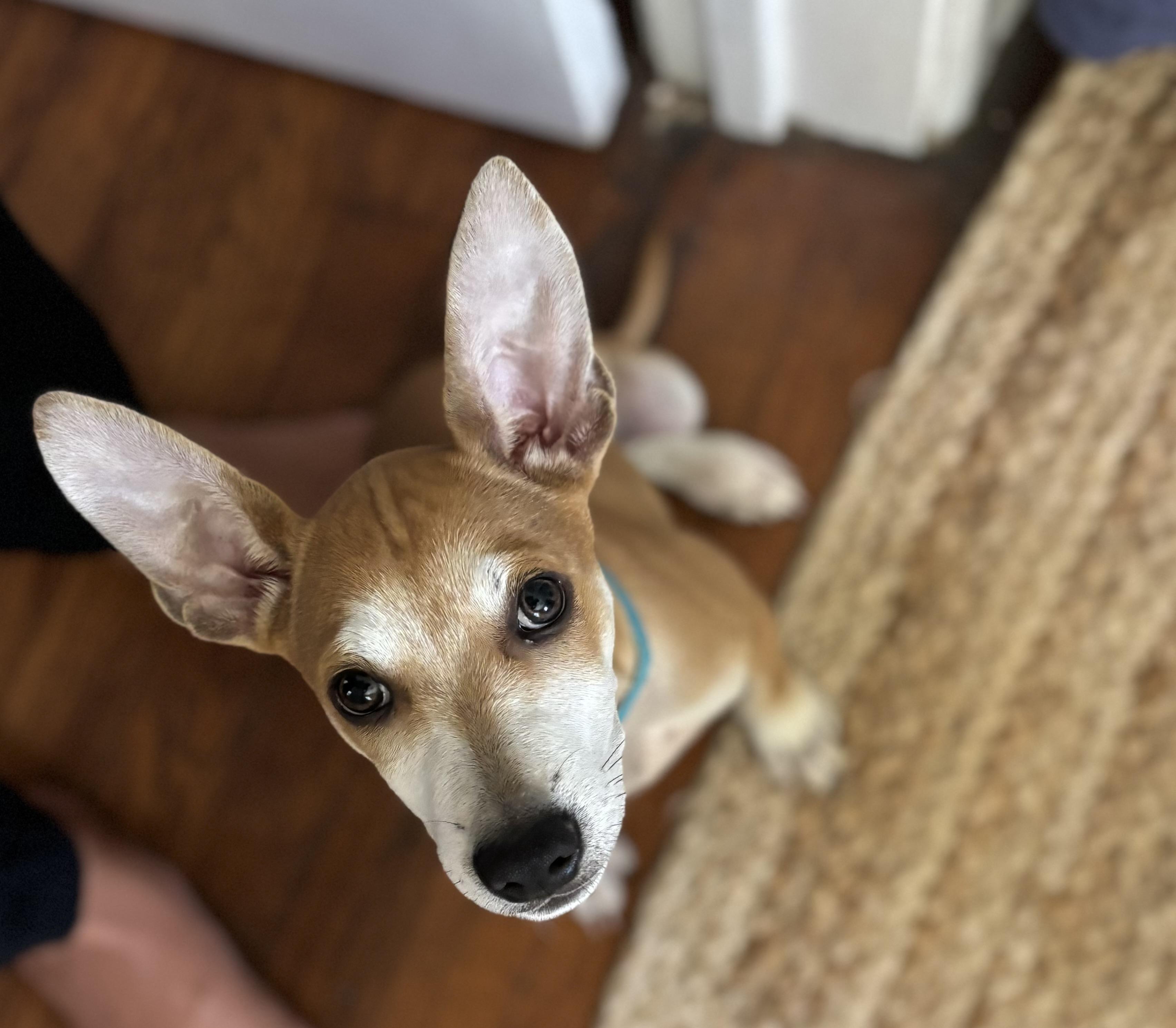 Enlarge Fruity Pebbles, an adopted mixed breed in Austin, TX image 5/5