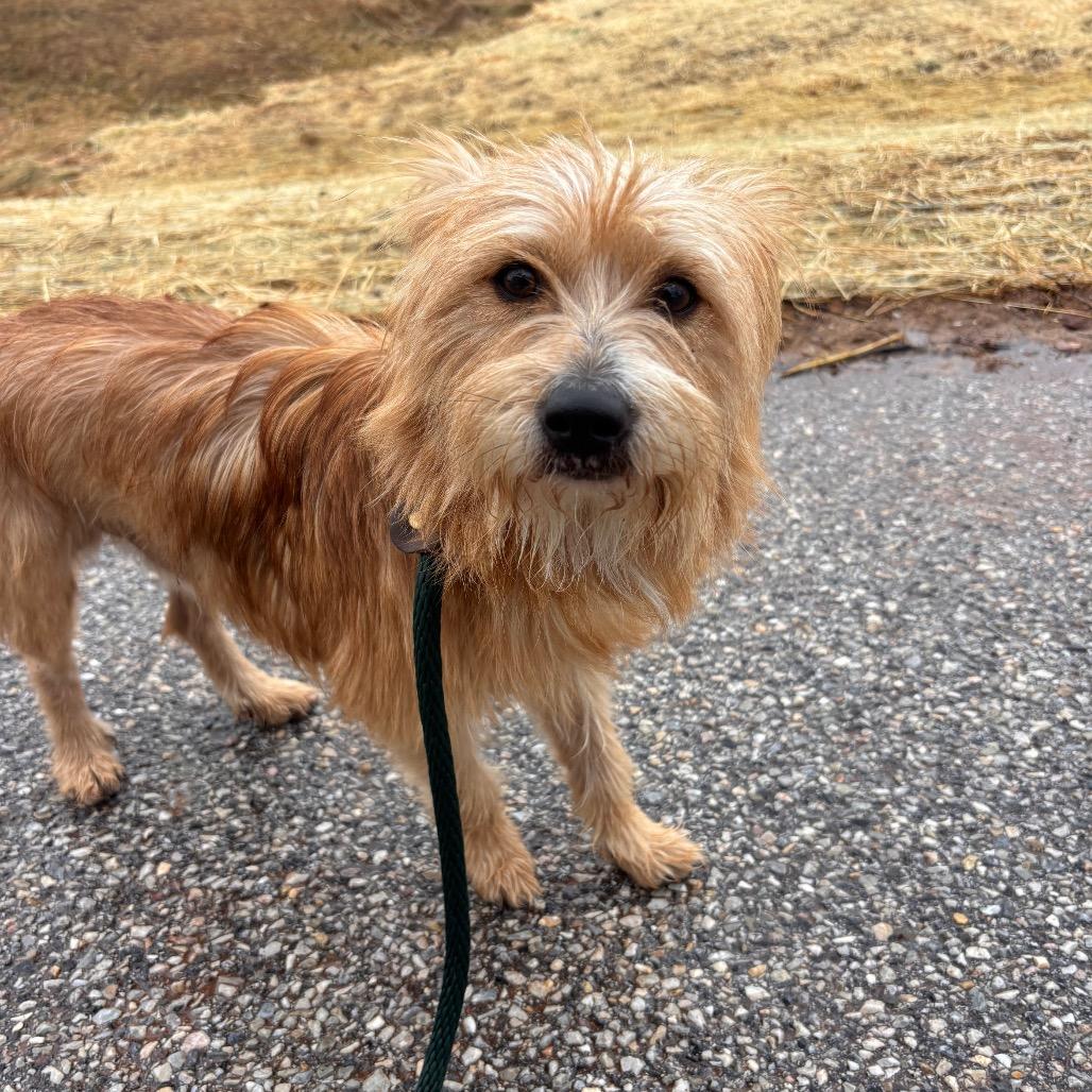 Enlarge Turtwig, a Adoptable Mixed Breed in York, PA image 1/4