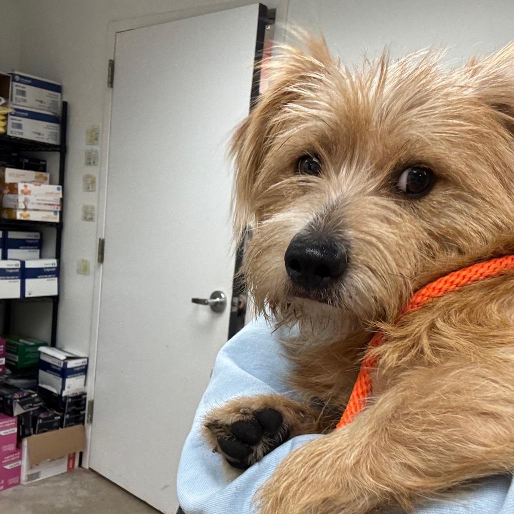 Enlarge Turtwig, a Adoptable Mixed Breed in York, PA image 2/4