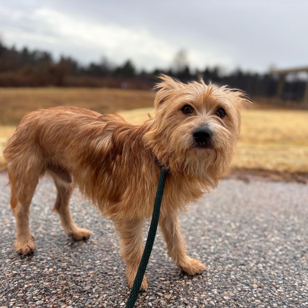Enlarge Turtwig, a Adoptable Mixed Breed in York, PA image 3/4
