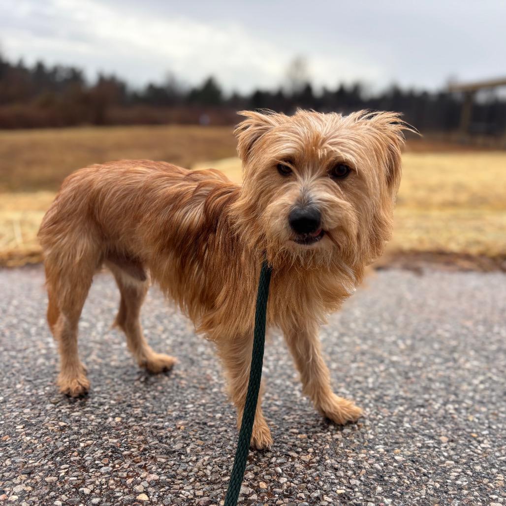 Enlarge Turtwig, a Adoptable Mixed Breed in York, PA image 4/4