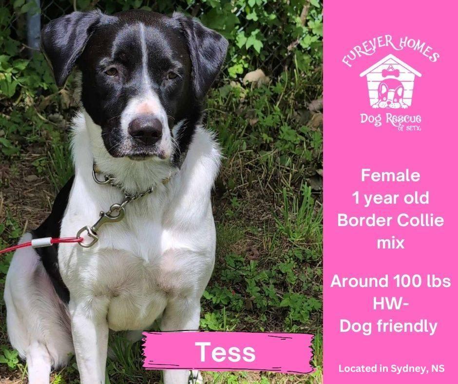 Tess, an adoptable Border Collie in Halifax, NS, B3P 1J1 | Photo Image 1