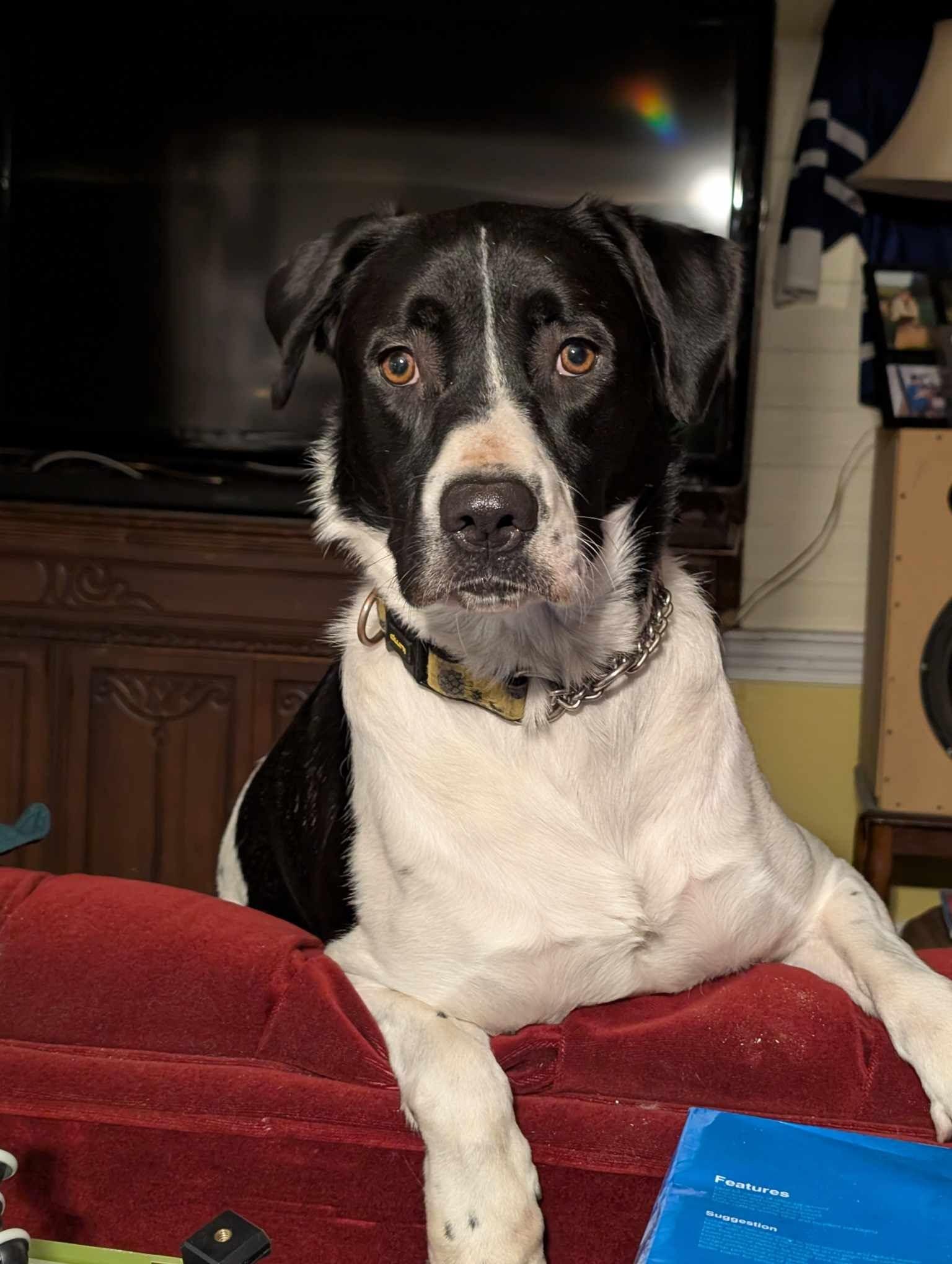Tess, an adoptable Border Collie in Halifax, NS, B3P 1J1 | Photo Image 3