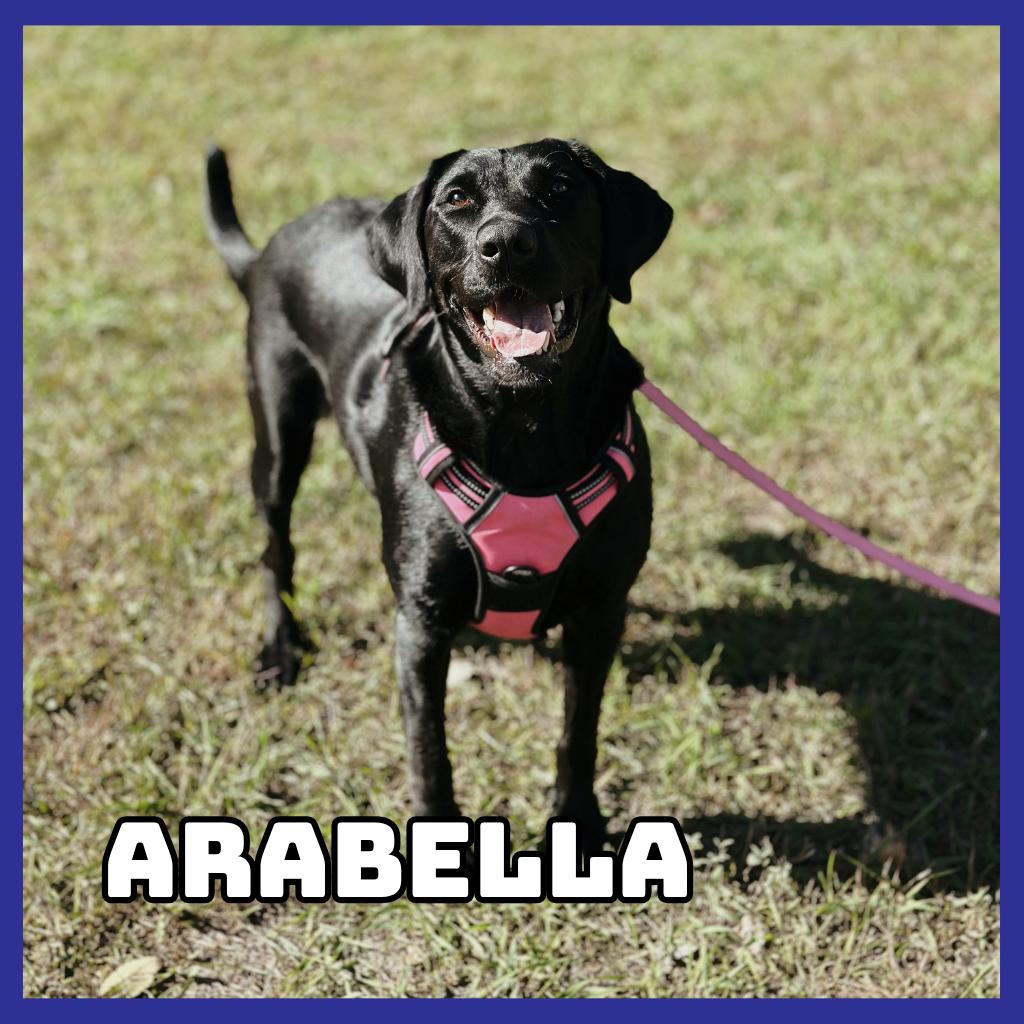 Enlarge AraBella, a Adoptable Black Labrador Retriever in Glenwood, MN image 1/1