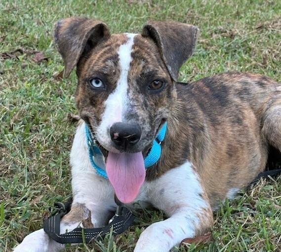 Pup Mena, Adoptable, Puppy Female Catahoula Leopard Dog.