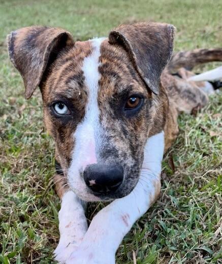 Enlarge Pup Mena, a Adoptable mixed breed in Washington, DC image 2/6