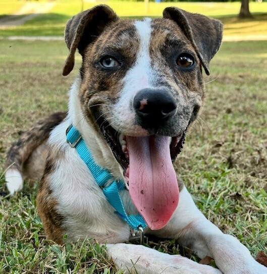 Mena, a Adoptable mixed breed in Washington, DC image 3/6
