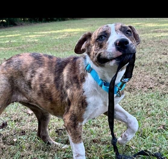 Enlarge Pup Mena, a Adoptable mixed breed in Washington, DC image 3/6