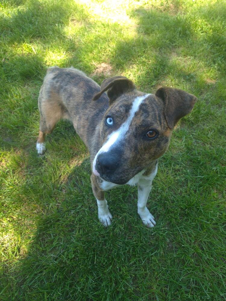 Enlarge Mena, a Adoptable mixed breed in Washington, DC image 4/6