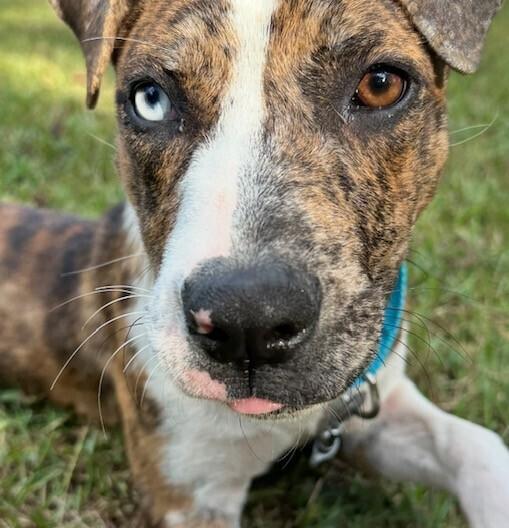 Enlarge Pup Mena, a Adoptable mixed breed in Washington, DC image 4/6