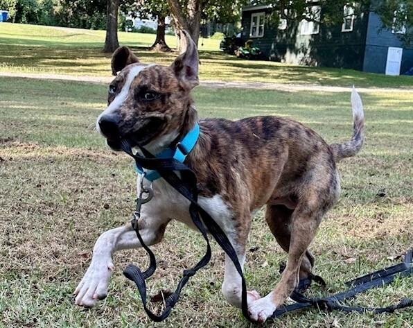 Enlarge Pup Mena, a Adoptable mixed breed in Washington, DC image 5/6