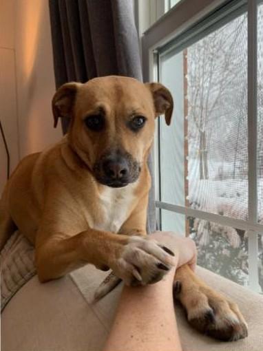 Gallop, ADOPTABLE, Adult Male Mountain Cur.