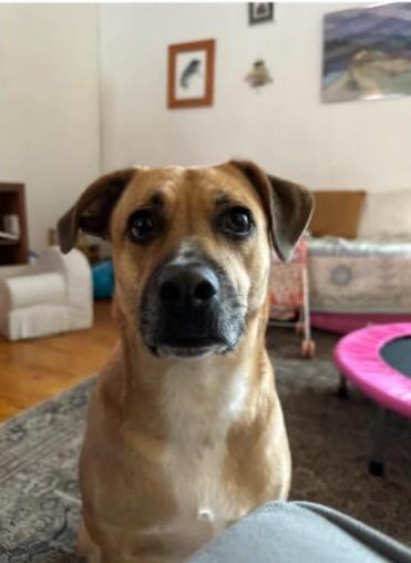 Gallop, a ADOPTABLE Mountain Cur in Stevensville, MI image 2/4