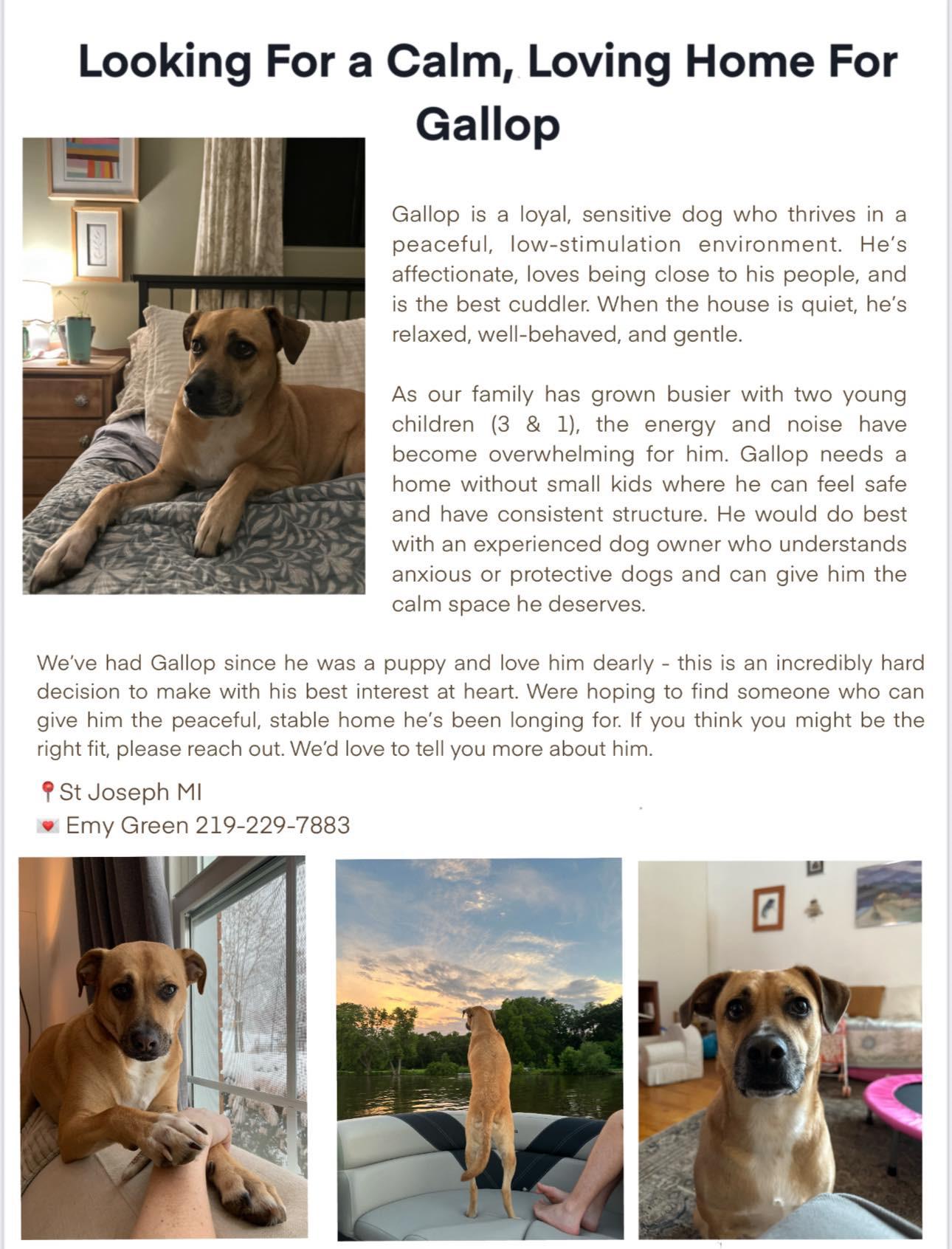 Gallop, a ADOPTABLE Mountain Cur in Stevensville, MI image 4/4