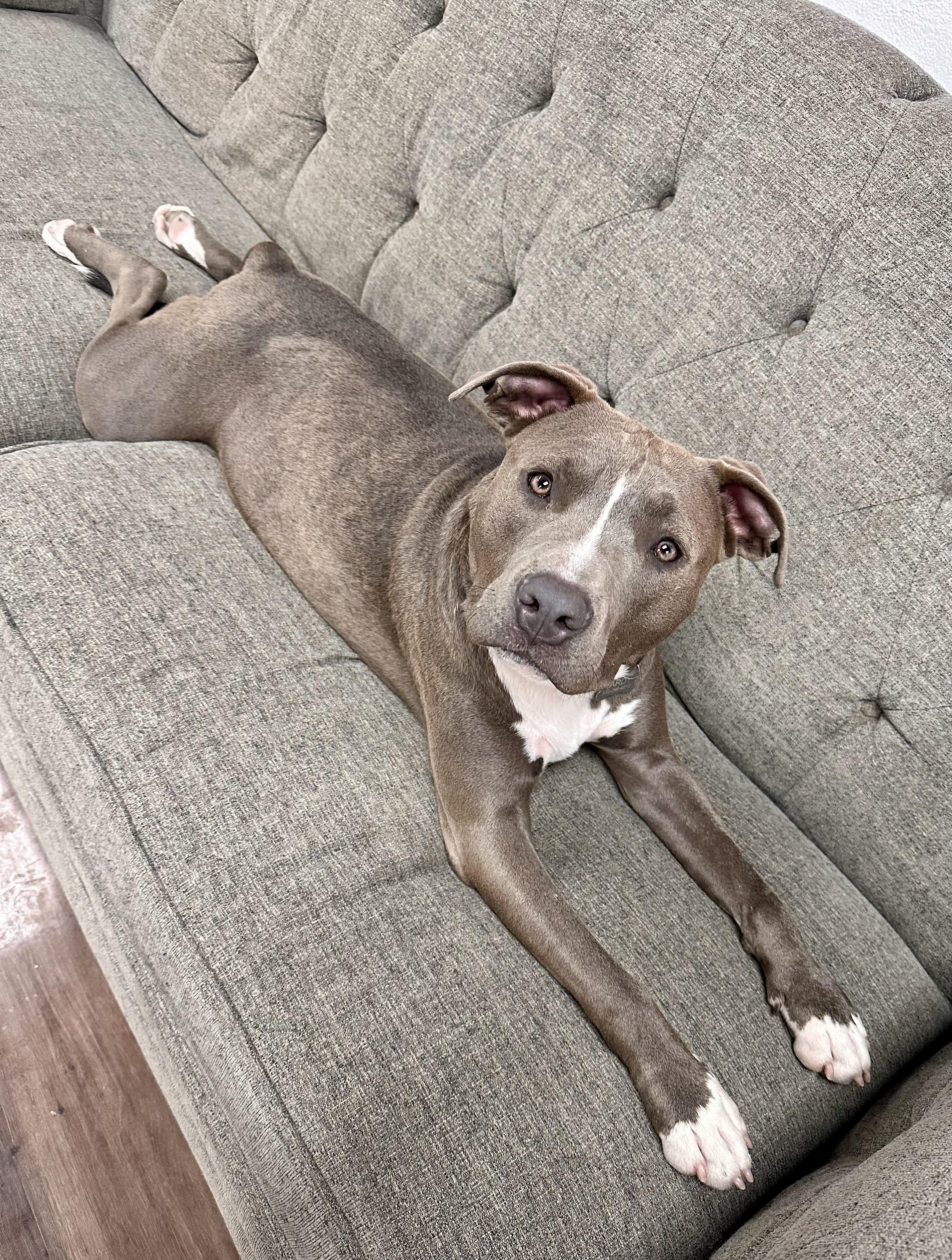 Enlarge Hardy, a Adoptable mixed breed in Cypress, TX image 1/6