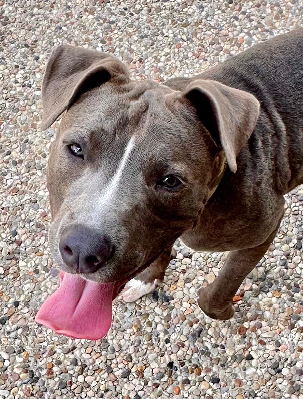 Enlarge Hardy, a Adoptable mixed breed in Cypress, TX image 1/6