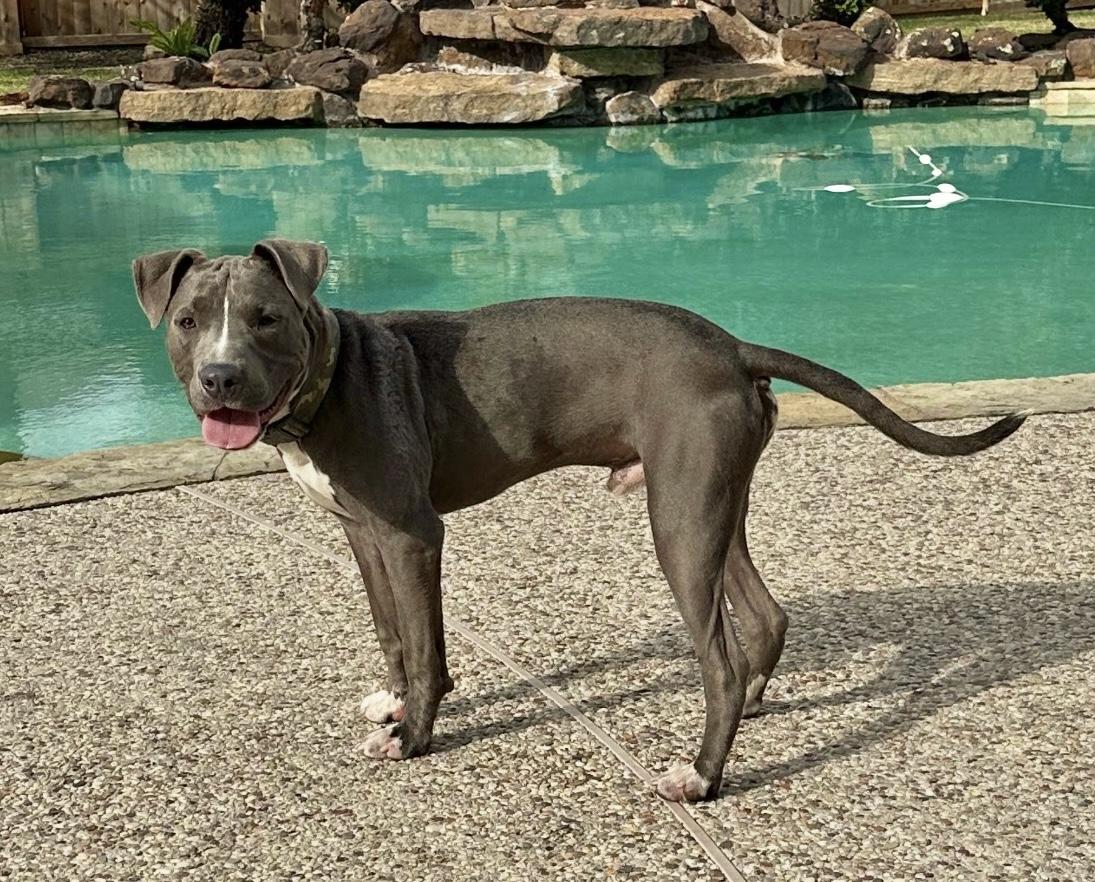 Enlarge Hardy, a Adoptable mixed breed in Cypress, TX image 2/6