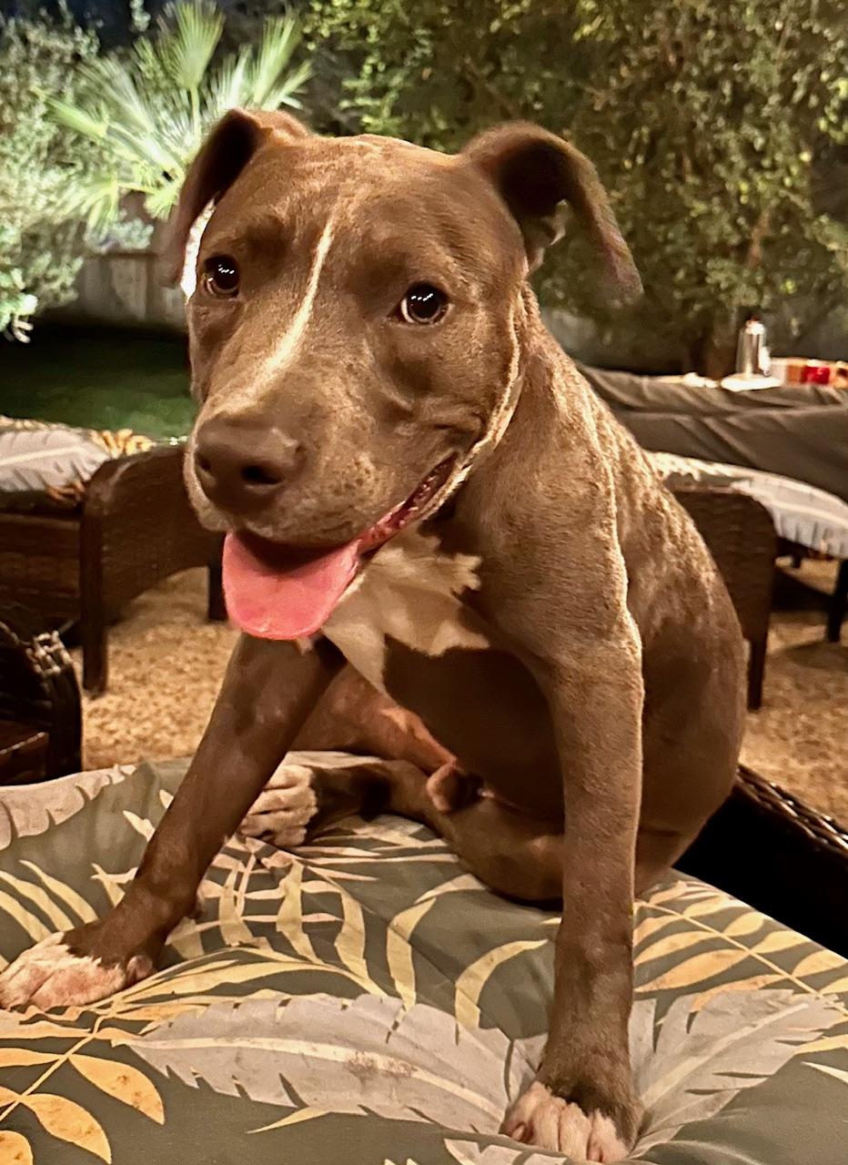 Enlarge Hardy, a Adoptable mixed breed in Cypress, TX image 3/6