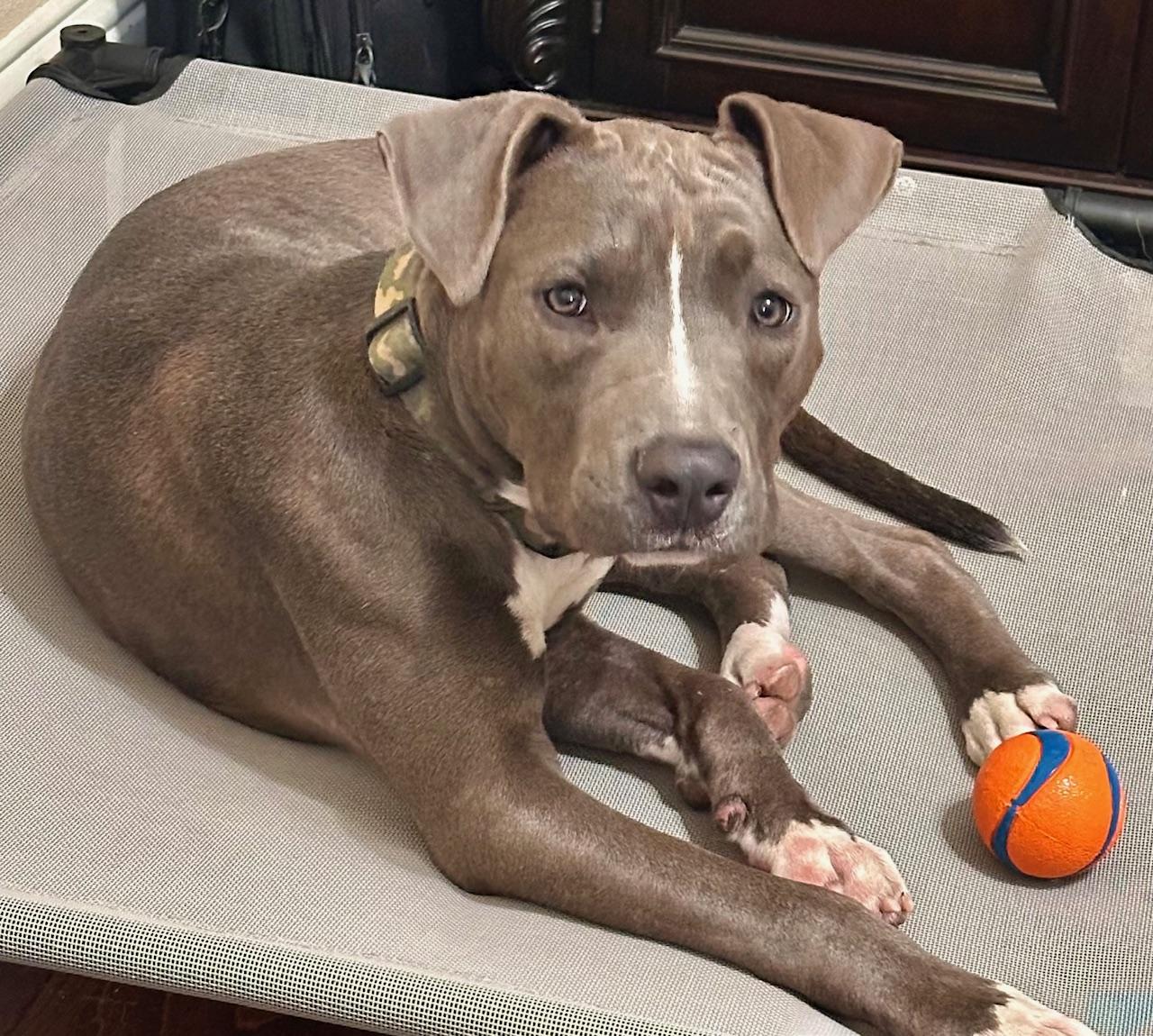 Enlarge Hardy, a Adoptable mixed breed in Cypress, TX image 4/6