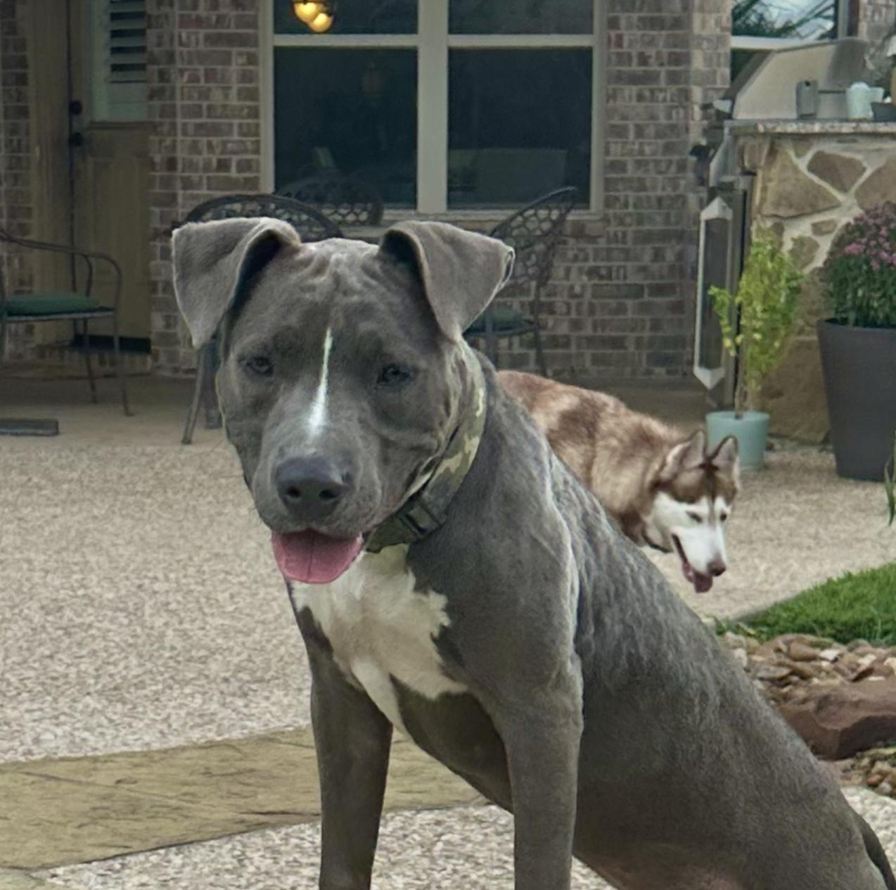 Enlarge Hardy, a Adoptable mixed breed in Cypress, TX image 5/6