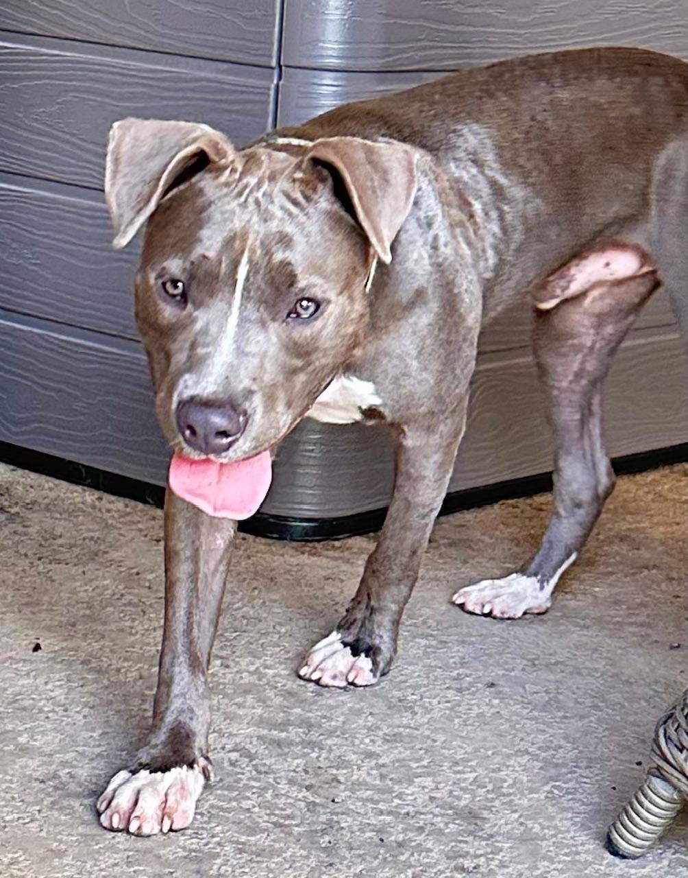 Enlarge Hardy, a Adoptable mixed breed in Cypress, TX image 6/6