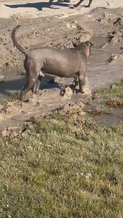 Enlarge Hardy, a Adoptable mixed breed in Cypress, TX video 6/6