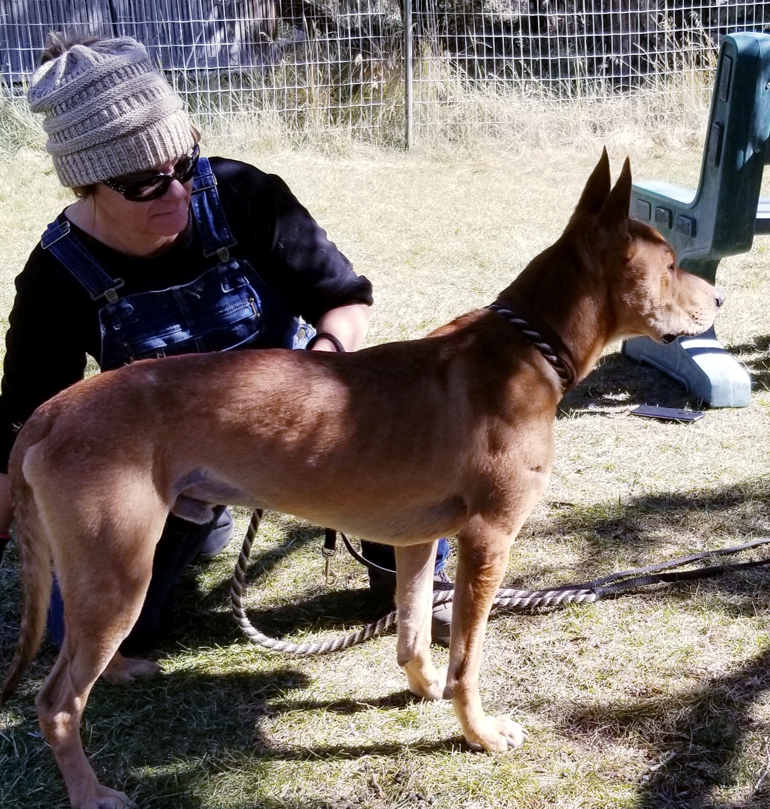Anubis, a Adoptable mixed breed in Durango, CO image 4/5