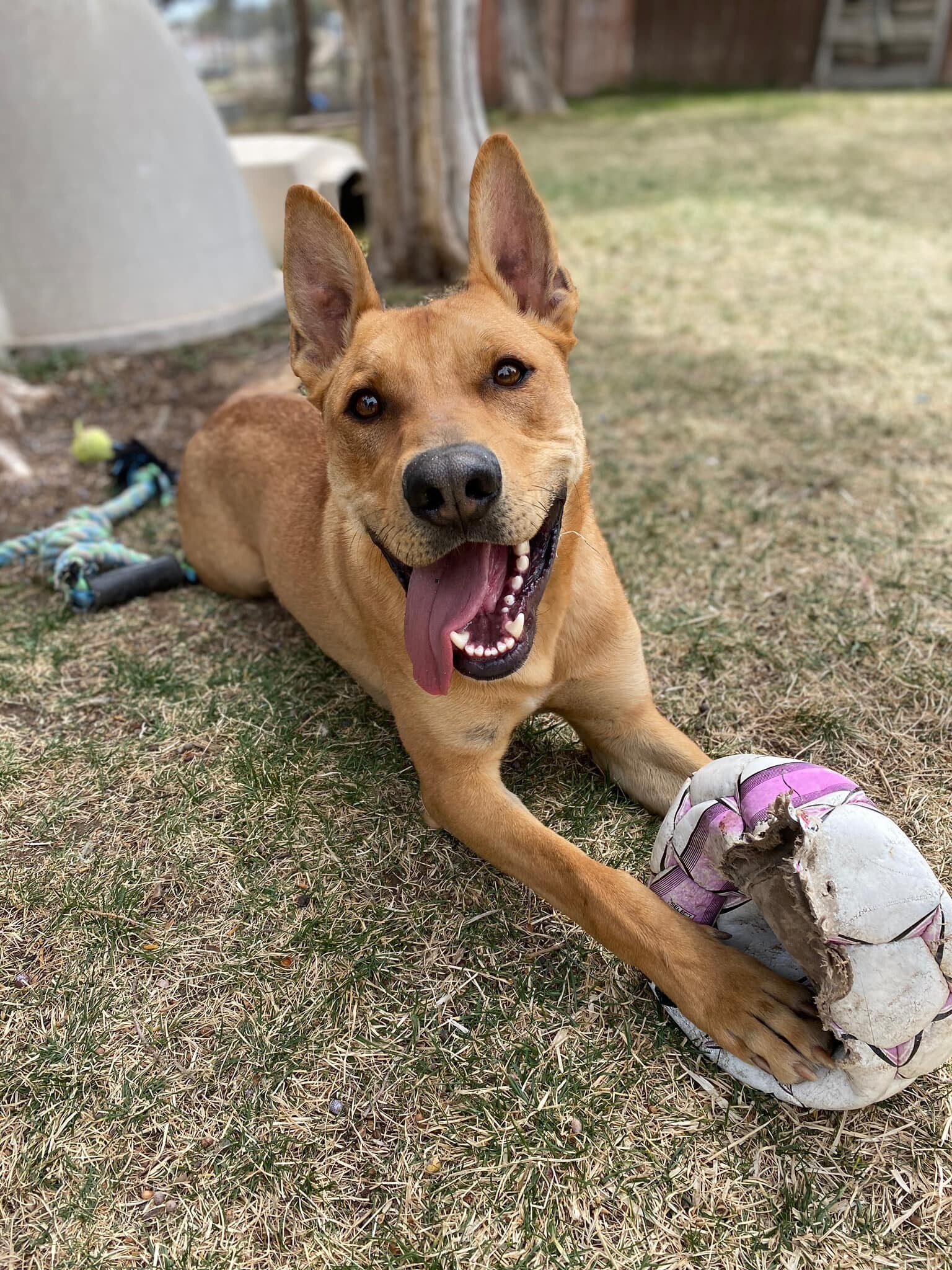 Anubis, a Adoptable mixed breed in Durango, CO image 1/5