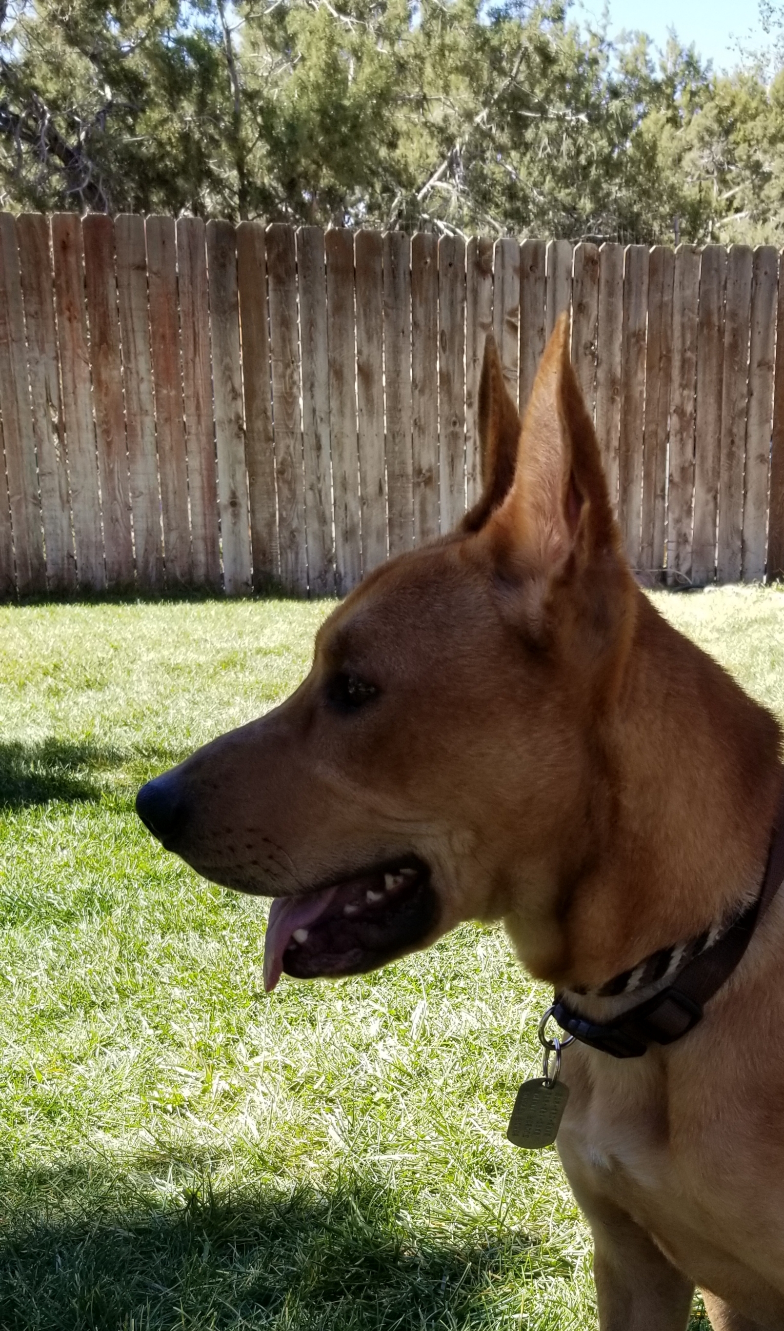 Anubis, a Adoptable mixed breed in Durango, CO image 5/5