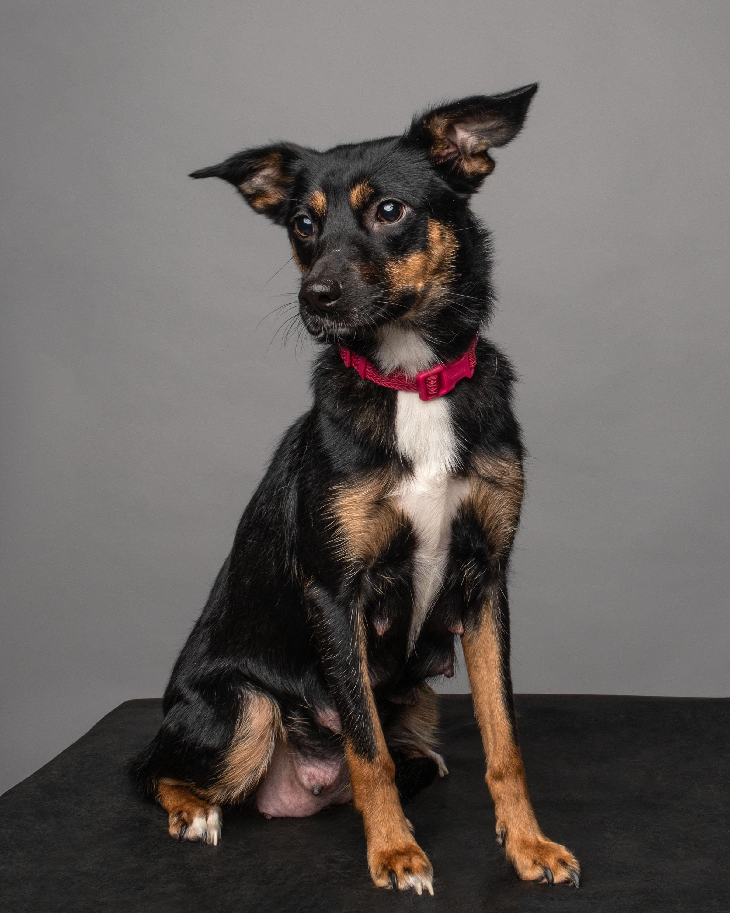 Enlarge Hazel , a Adoptable mixed breed in Aiken, SC image 3/5