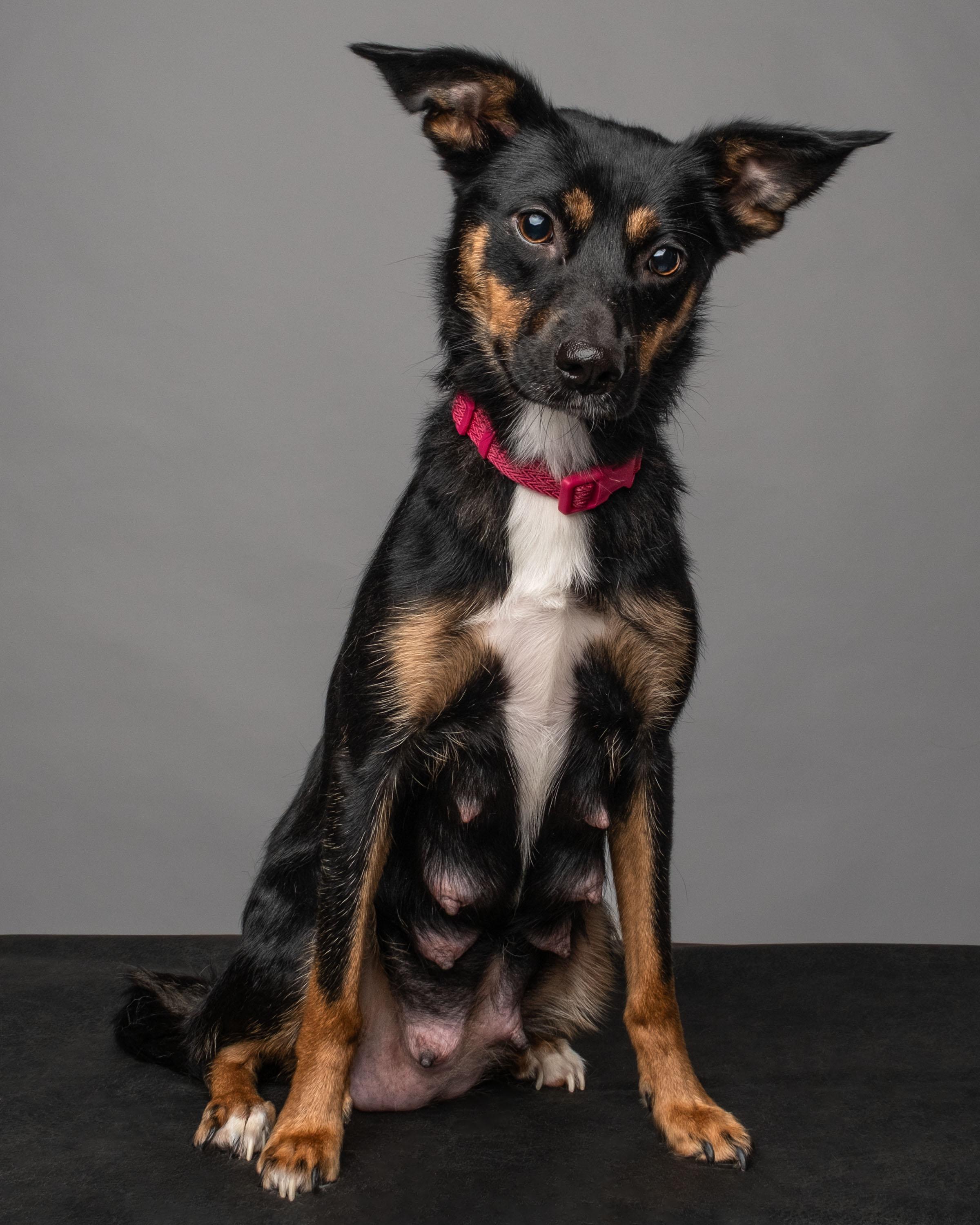 Enlarge Hazel , a Adoptable mixed breed in Aiken, SC image 2/5