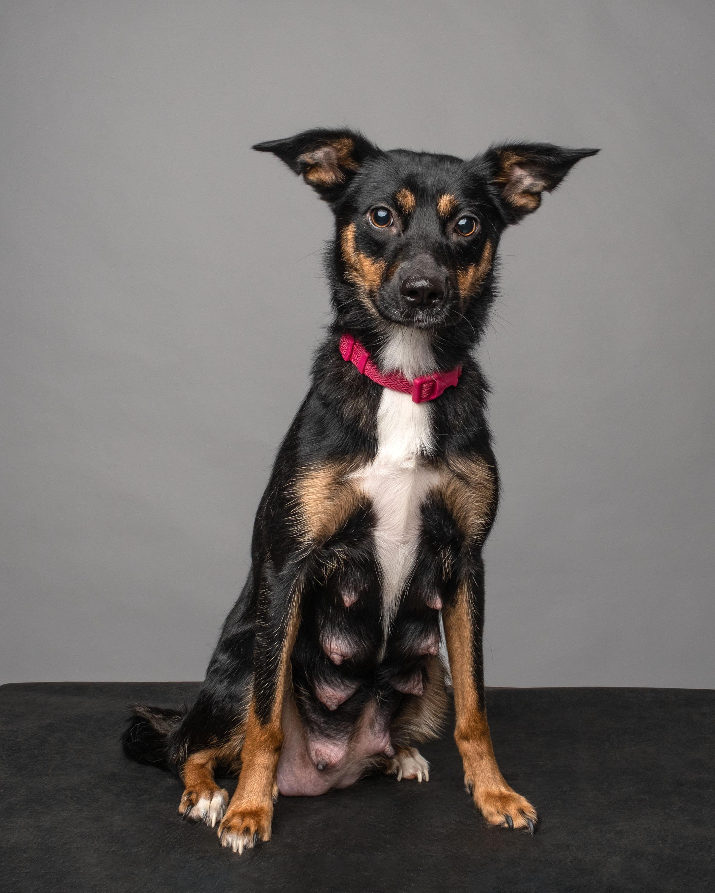 Enlarge Hazel , a Adoptable mixed breed in Aiken, SC image 5/5