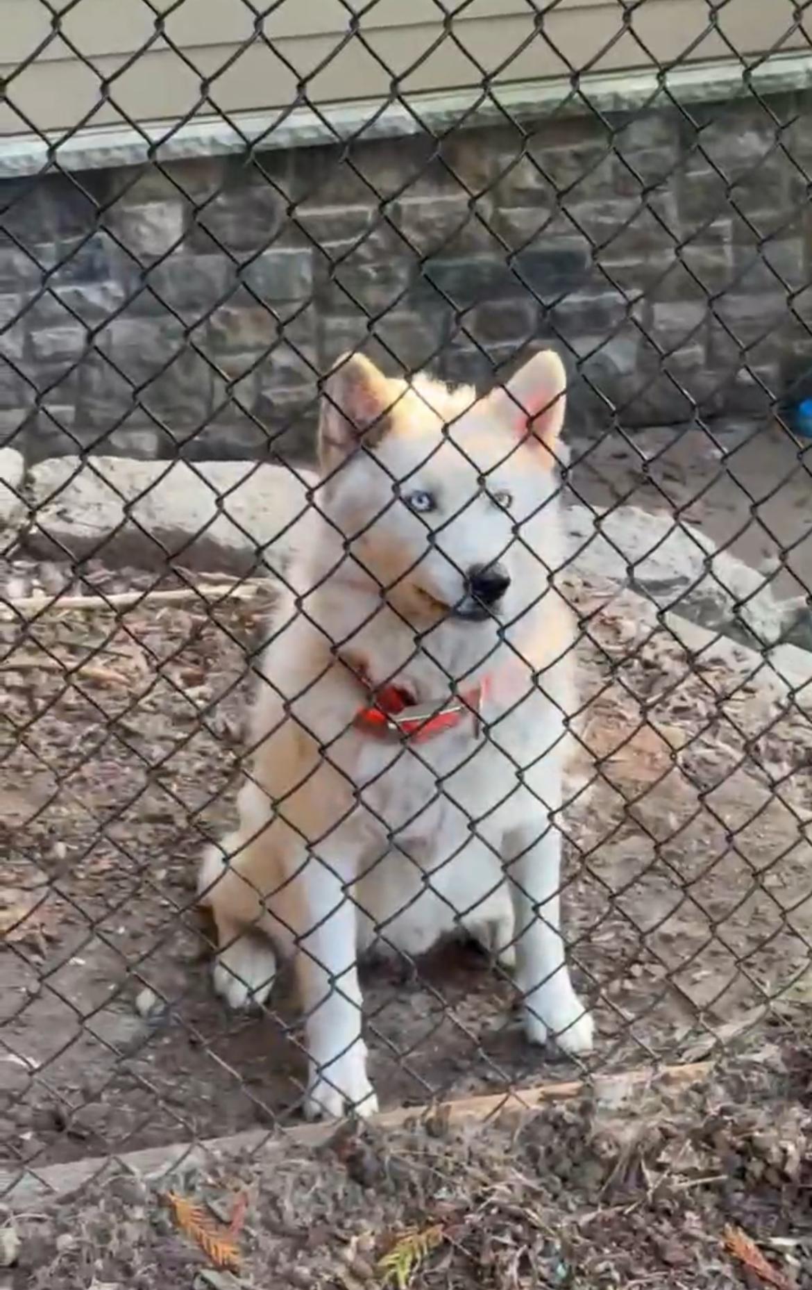 Balou, Adoptable, Young Male Siberian Husky.