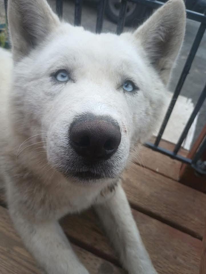 Enlarge Balou, a Adoptable Siberian Husky in Seattle, WA image 2/4