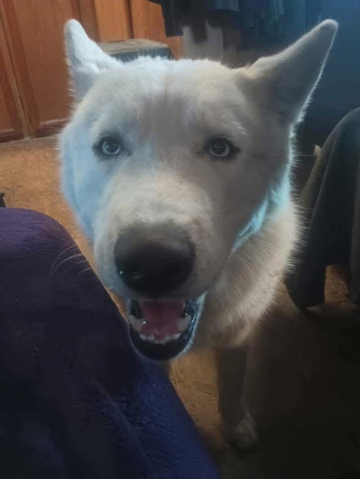 Enlarge Balou, a Adoptable Siberian Husky in Seattle, WA image 2/4