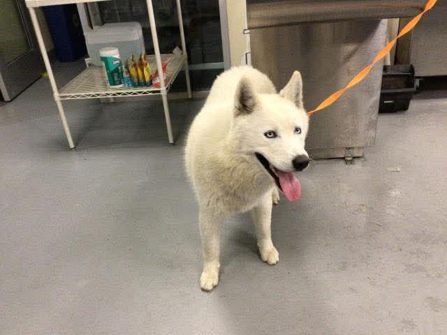 Enlarge Balou, a Adoptable Siberian Husky in Seattle, WA image 4/4