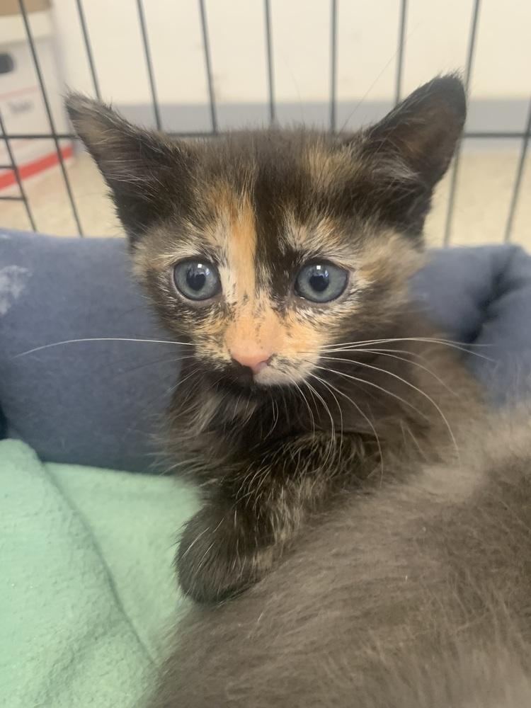 Princess Leia, Adoptable, Kitten Female Domestic Short Hair.