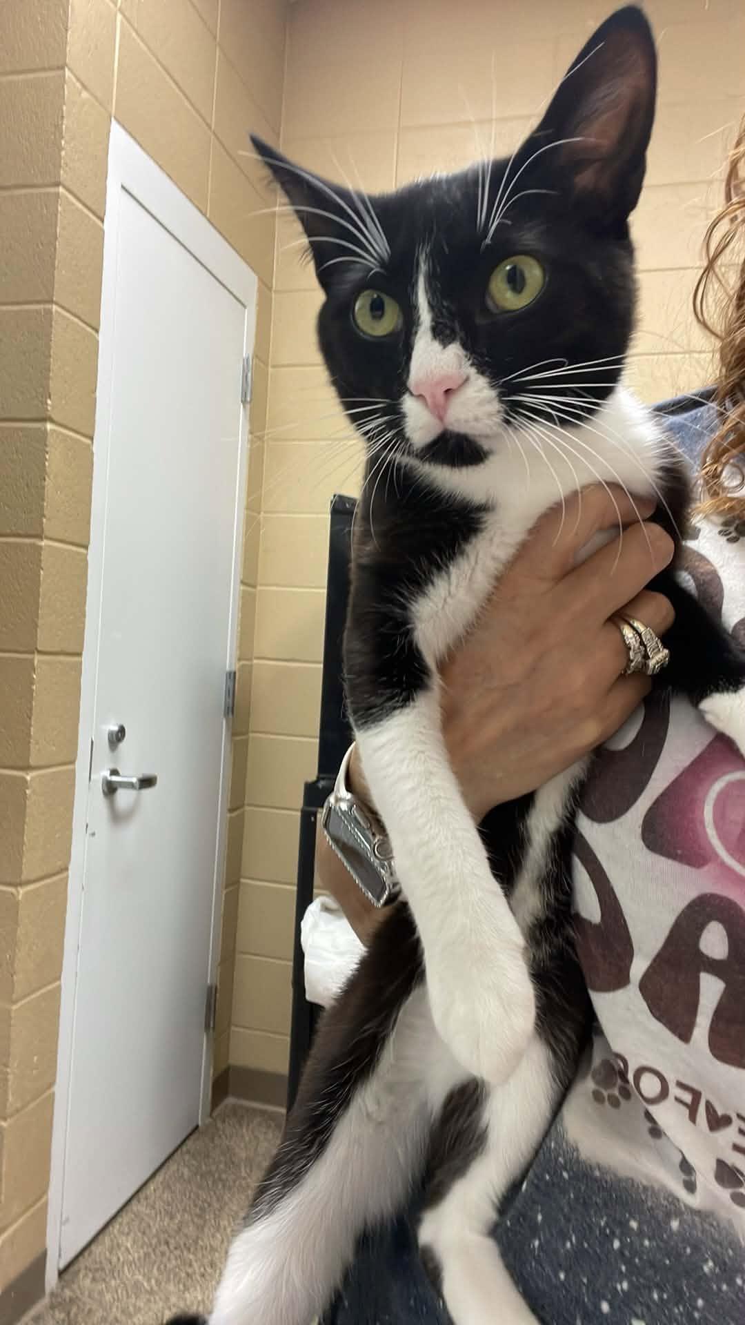 Pretty Boi, adopted, Adult Male Domestic Short Hair.