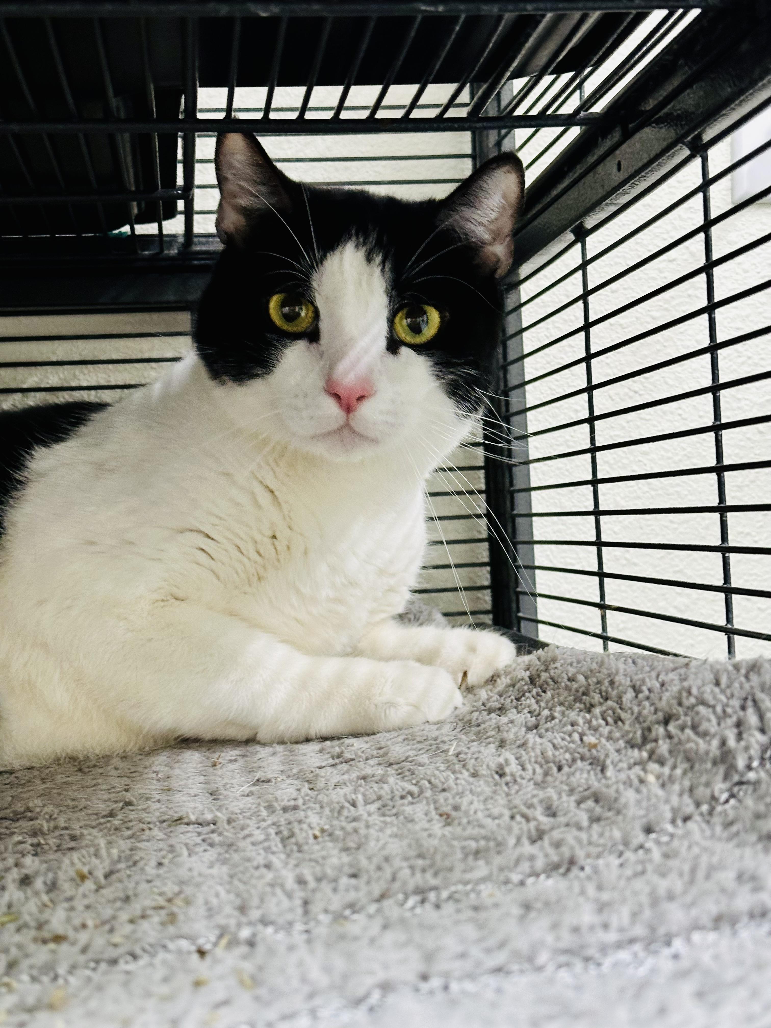 Enlarge Maverick, a Adoptable Domestic Short Hair in Wasilla, AK image 1/4