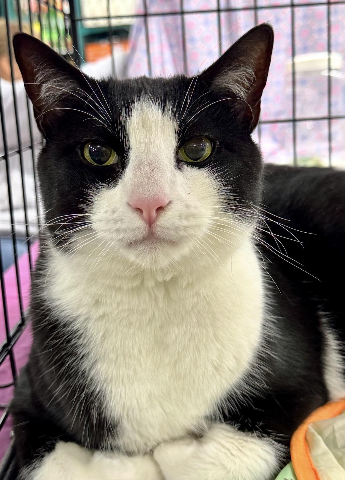 Maverick, Adoptable, Adult Male Domestic Short Hair.