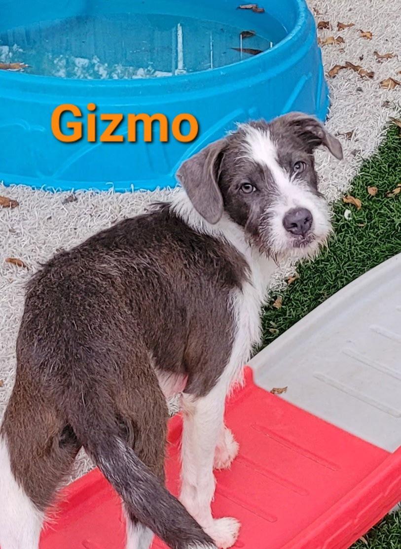 Gizmo, Adopted, Young Male Shih Tzu & Pit Bull Terrier.