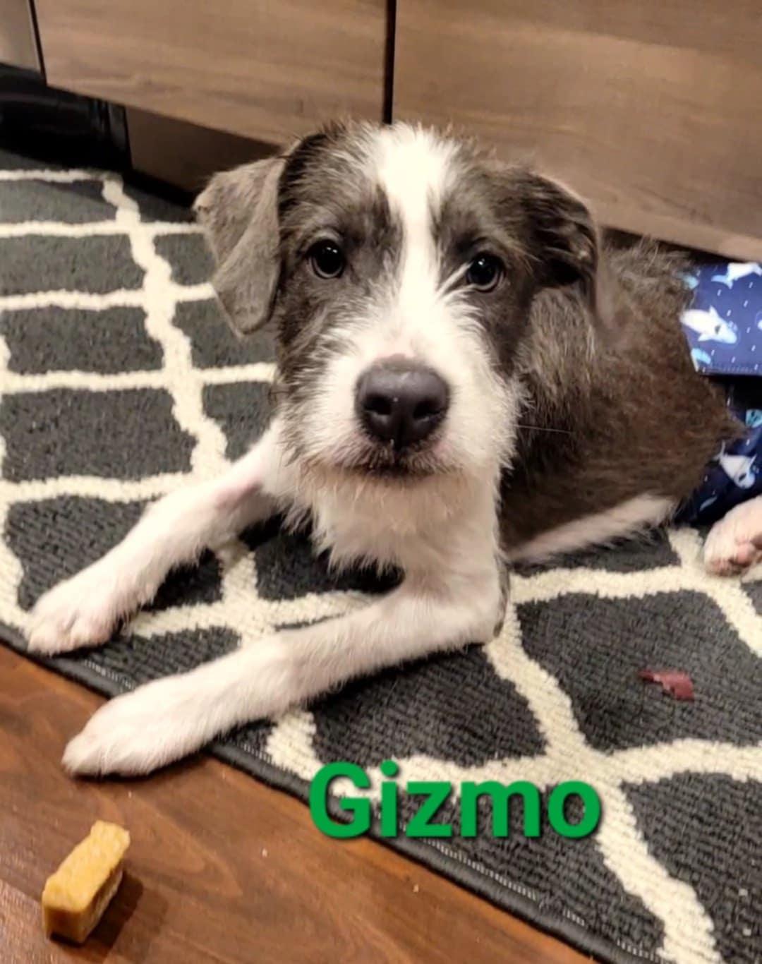 Enlarge Gizmo, a Adopted mixed breed in West Des Moines, IA image 2/3