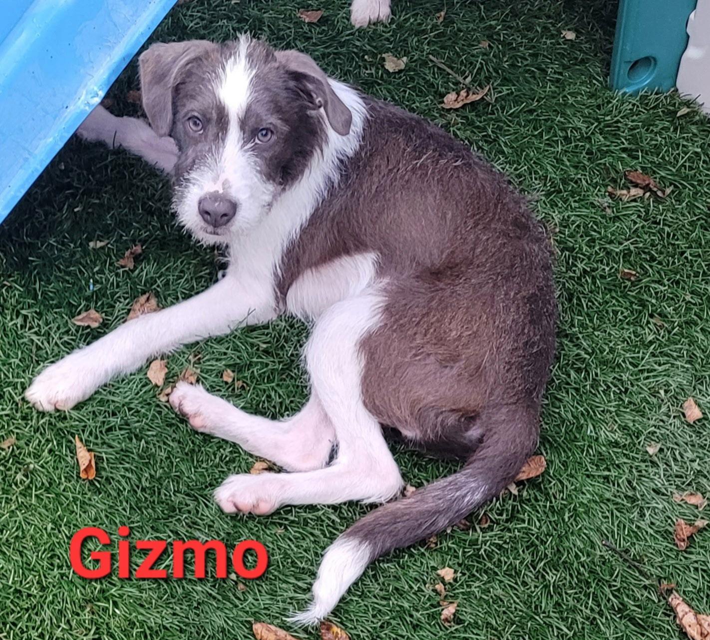 Enlarge Gizmo, a Adopted mixed breed in West Des Moines, IA image 3/3