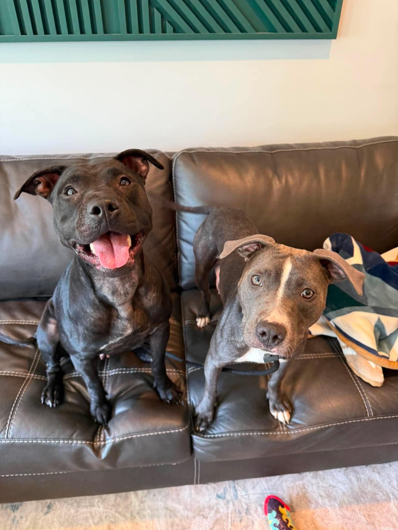 Lilith, Adoptable, Young Female American Staffordshire Terrier & Labrador Retriever.