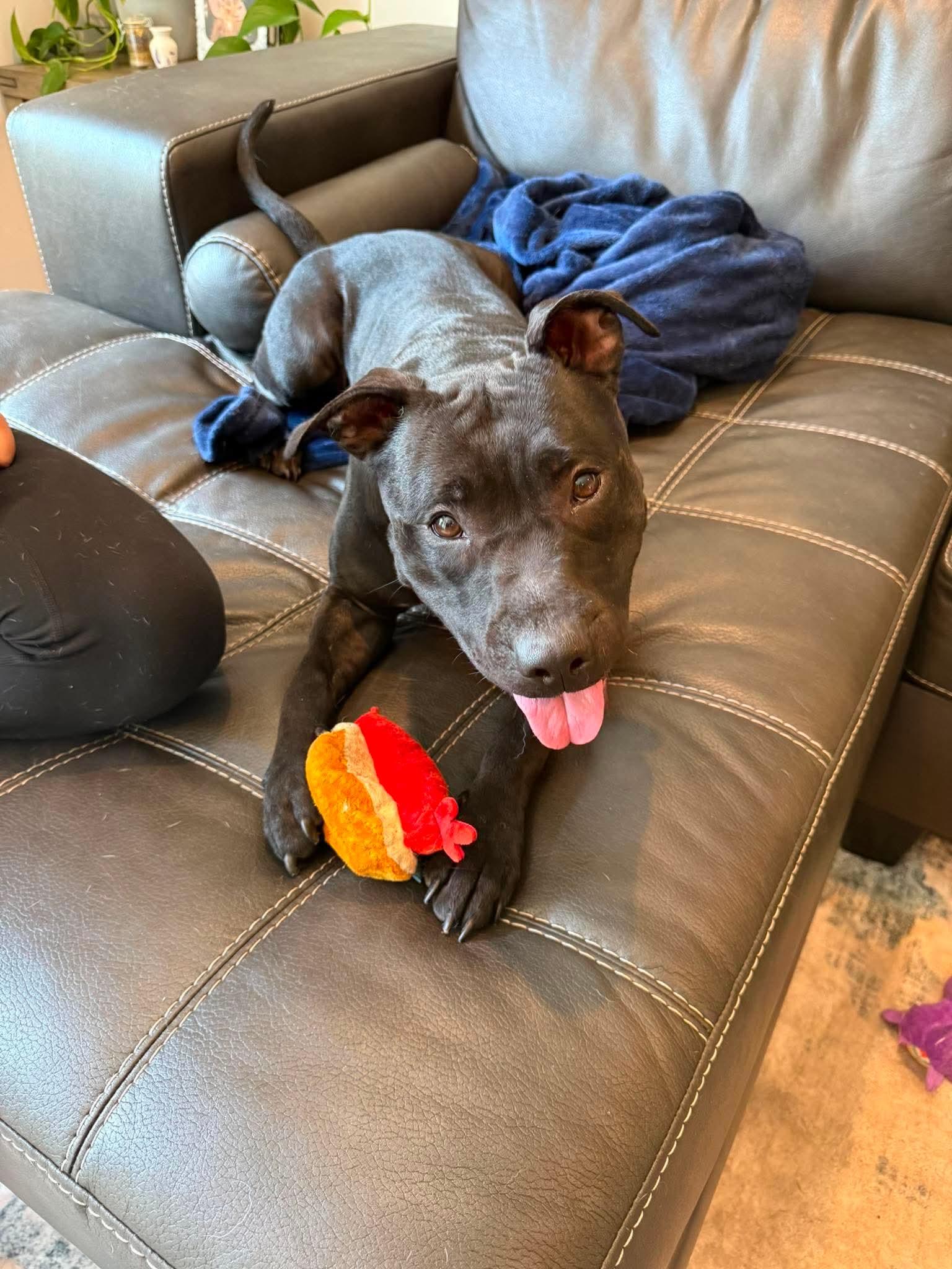 Lilith, a Adoptable mixed breed in Duluth, MN image 2/3